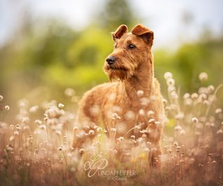 Irish Terrier beim Hundefotoshooting in Hannover im Herbst