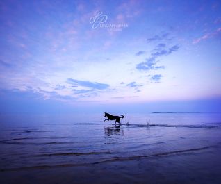 Hundefoto am Ostseestrand - Kieler Förde - Hund läuft durchs Wasser