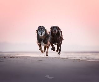 Laufende Hunde am Kieler Ostseestrand im Sonnenuntergang