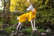 Produktfotos-Hunde-Regenmantel-Windhundglück-01
