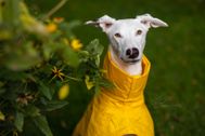 Produktfotos-Hunde-Regenmantel-Windhundglück-05