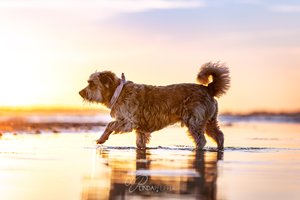Hund bei Sonnenuntergang am Strand