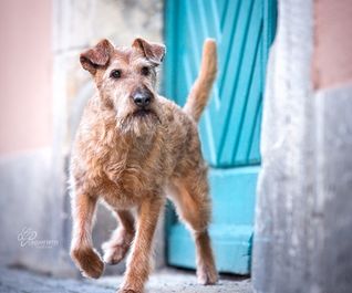 Irish Terrier beim Hundefotoshooting in Hannover