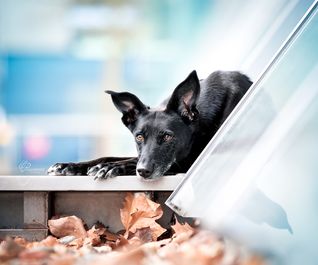 Galgomix bei urbanem Hunde-Fotoshooting vor einem Glasgebäude