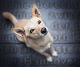 Hundefotoshooting Hannoverliebt mit Tierschutzhund in Hannover
